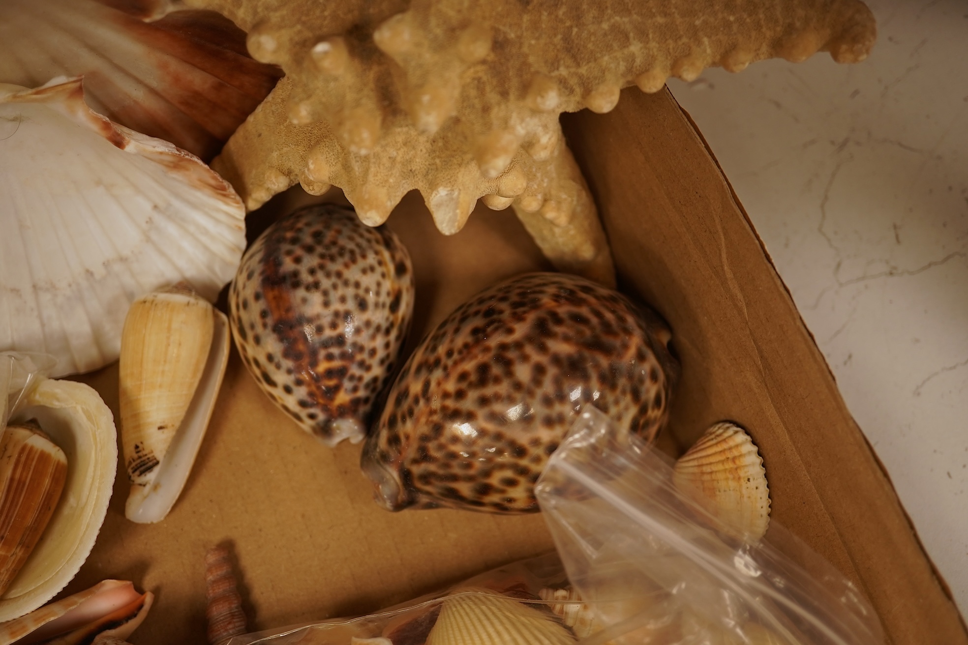 A collection of natural history interest shells to include conch shells, largest approximately 24cm wide